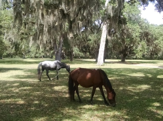 two wild horses cumberland