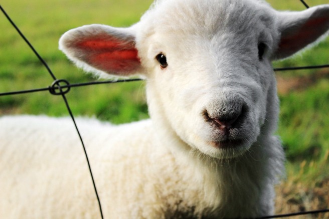 lamb in safe boundary